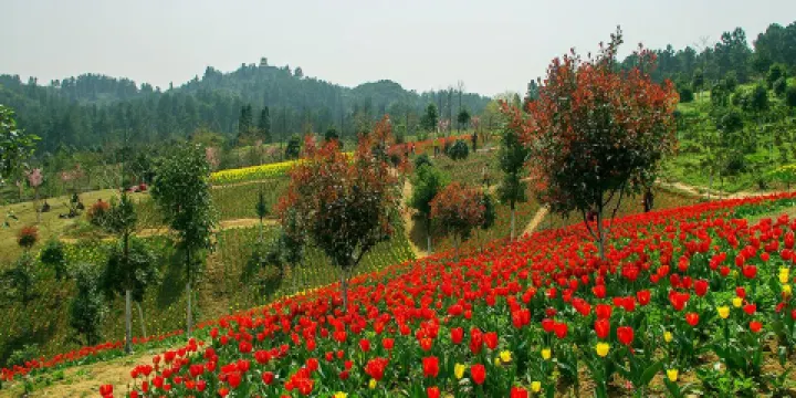 貴州省中亞熱帶高原珍稀植物園