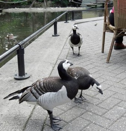 Ouwehands Dierenpark-Parkrest.餐厅图片