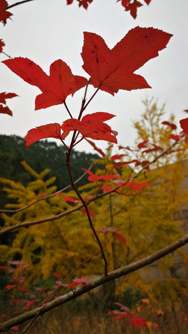 마오쯔펑 린창