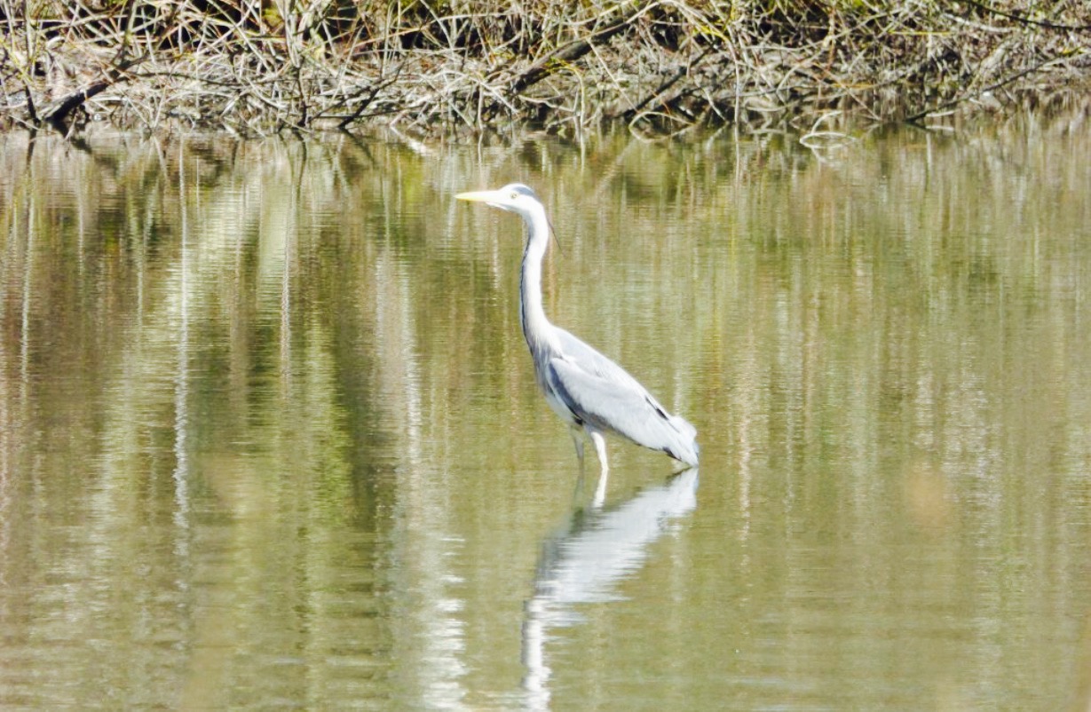 Reflections Cafe at Attenborough Nature Reserve
