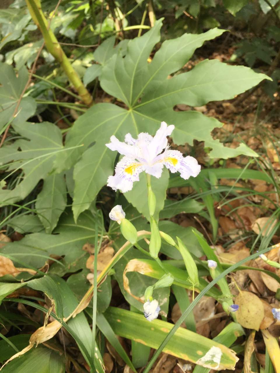 重庆小面·梦小面(世贸广场店)餐厅图片