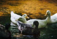 The Old Mill美食图片