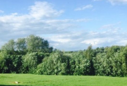 The Honey Bee美食图片