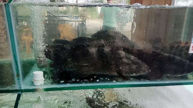 Xiaohaitun Seafood Restaurant
