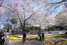 飞鸟山公园景点图片