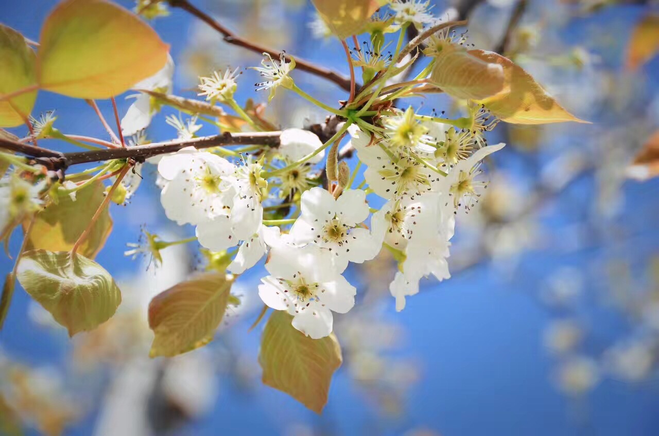 三月雪连夜，未应伤物华。只缘春欲尽，留著伴梨花。