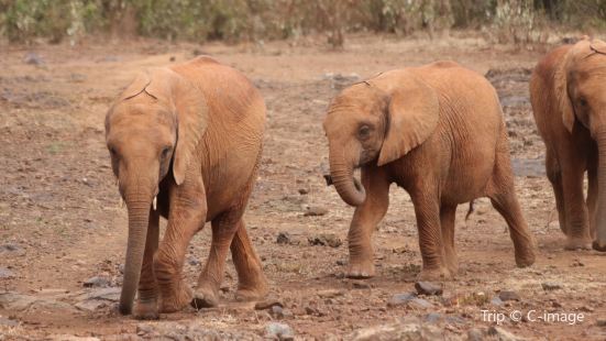 Nairobi Animal Orphanage