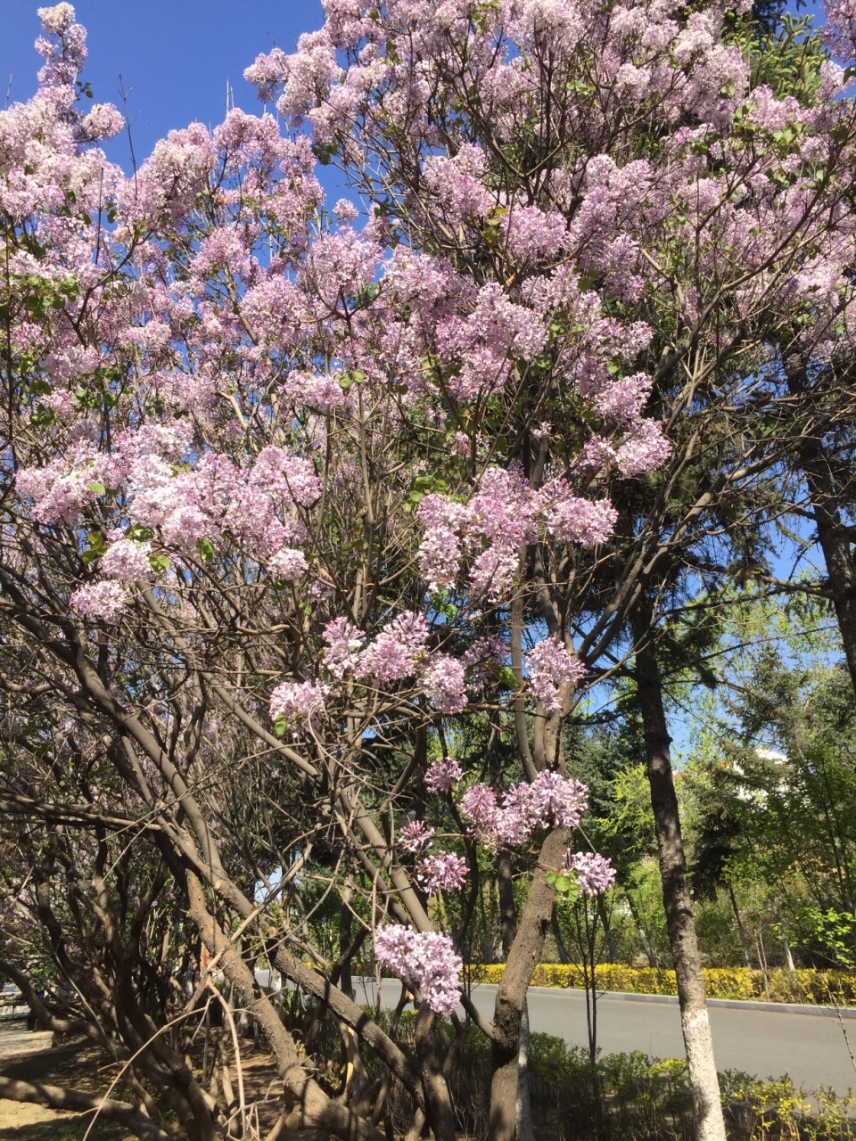 齐齐哈尔龙沙公园内盛开的丁香花
