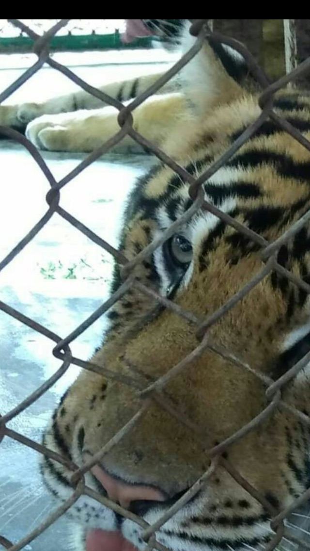 Tiger Kingdom Phuket