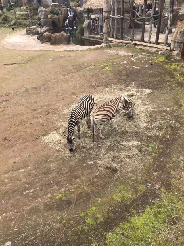Auckland Zoo
