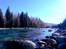 白桦林-布尔津-梦想成真了啊