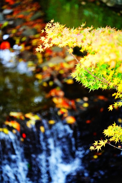 奈良的秋叶