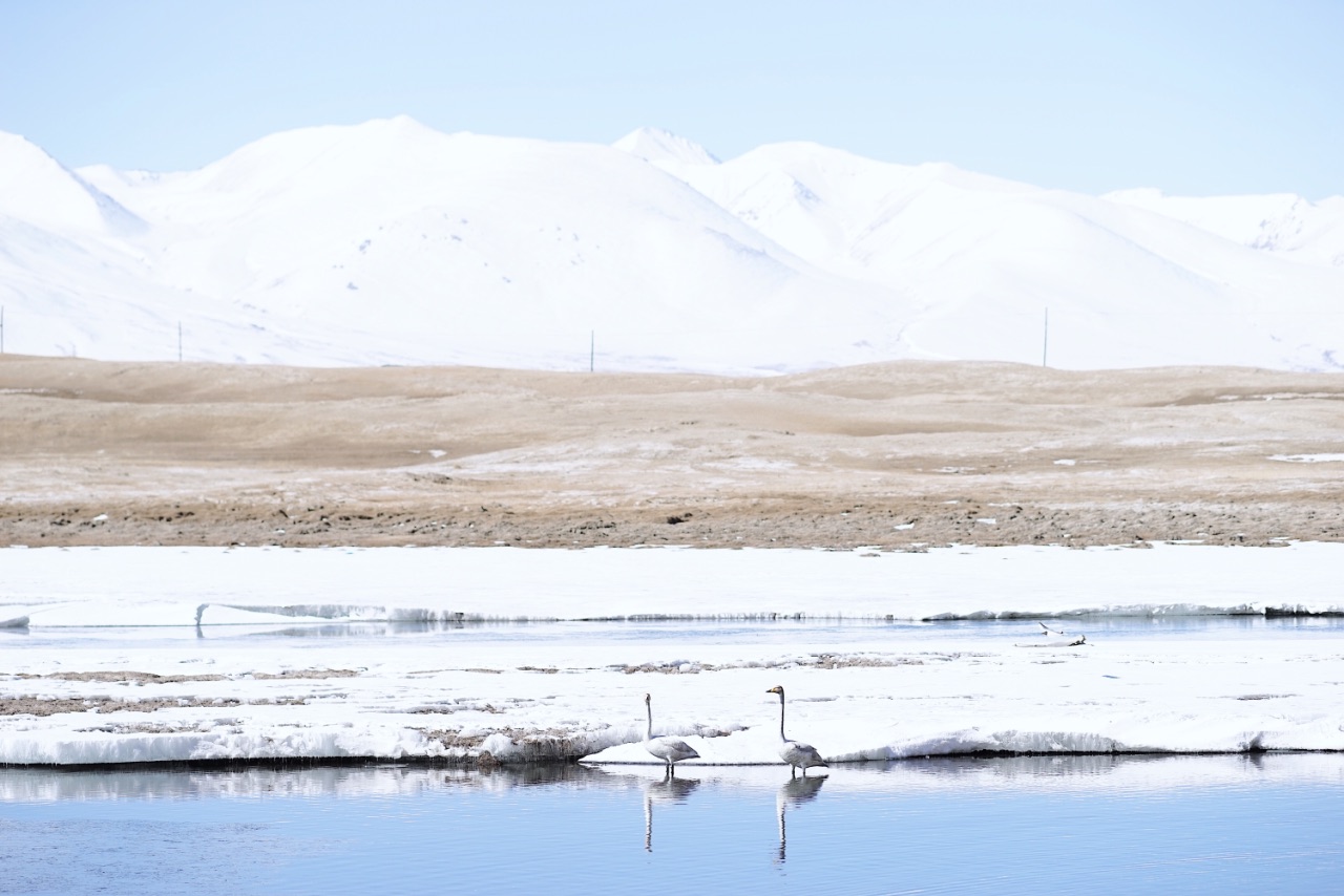 【雪景】中国有个梦幻的天鹅湖｜巴音布鲁克的天鹅之歌