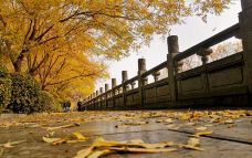 白马寺-洛阳-YoYo_4R3U7B3O