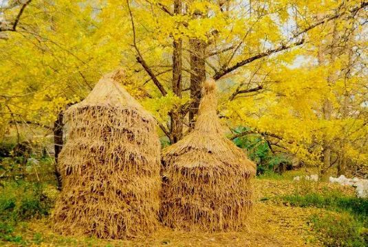 驚艷！這裡100萬株銀杏樹黃了  ChinaTravel 中國觀光景點