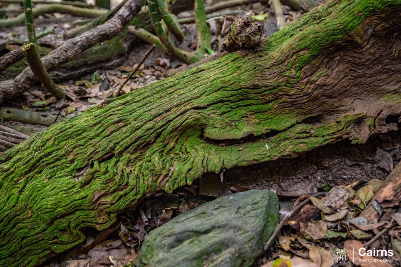 地球上最古老的热带雨林动植物
