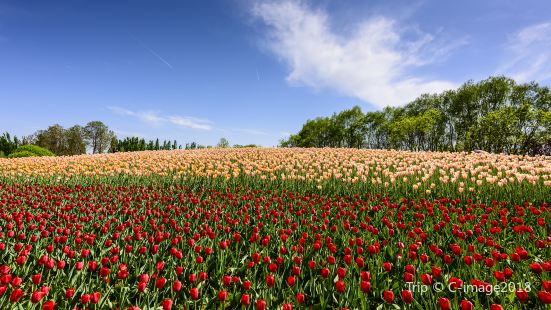 Beijing International Flower Port