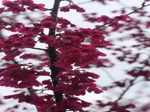 温州樱花园