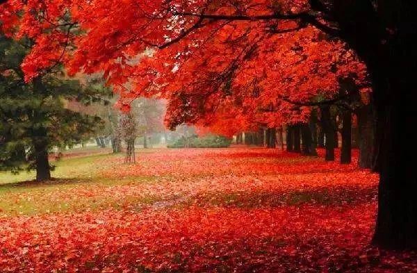 體驗春天裡的秋天,南寧唯一紅楓打卡地!