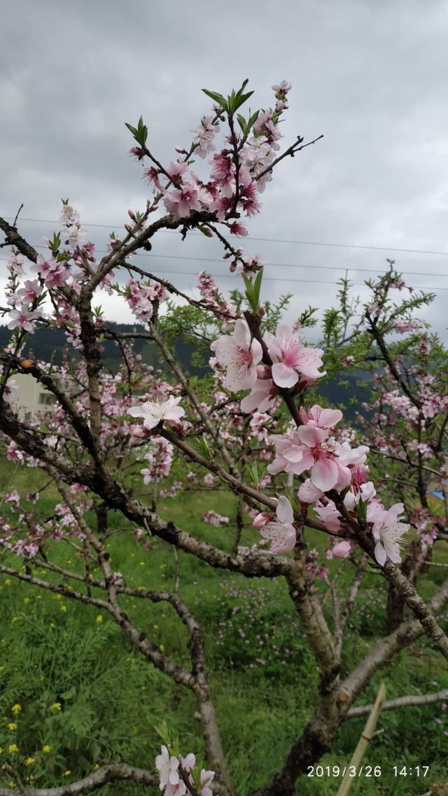 九峰镇花海旅行图片 4
