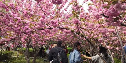 櫻花大道