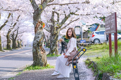 东京游记图片] 日本追樱|从伊东到长野，一条小众赏樱路线