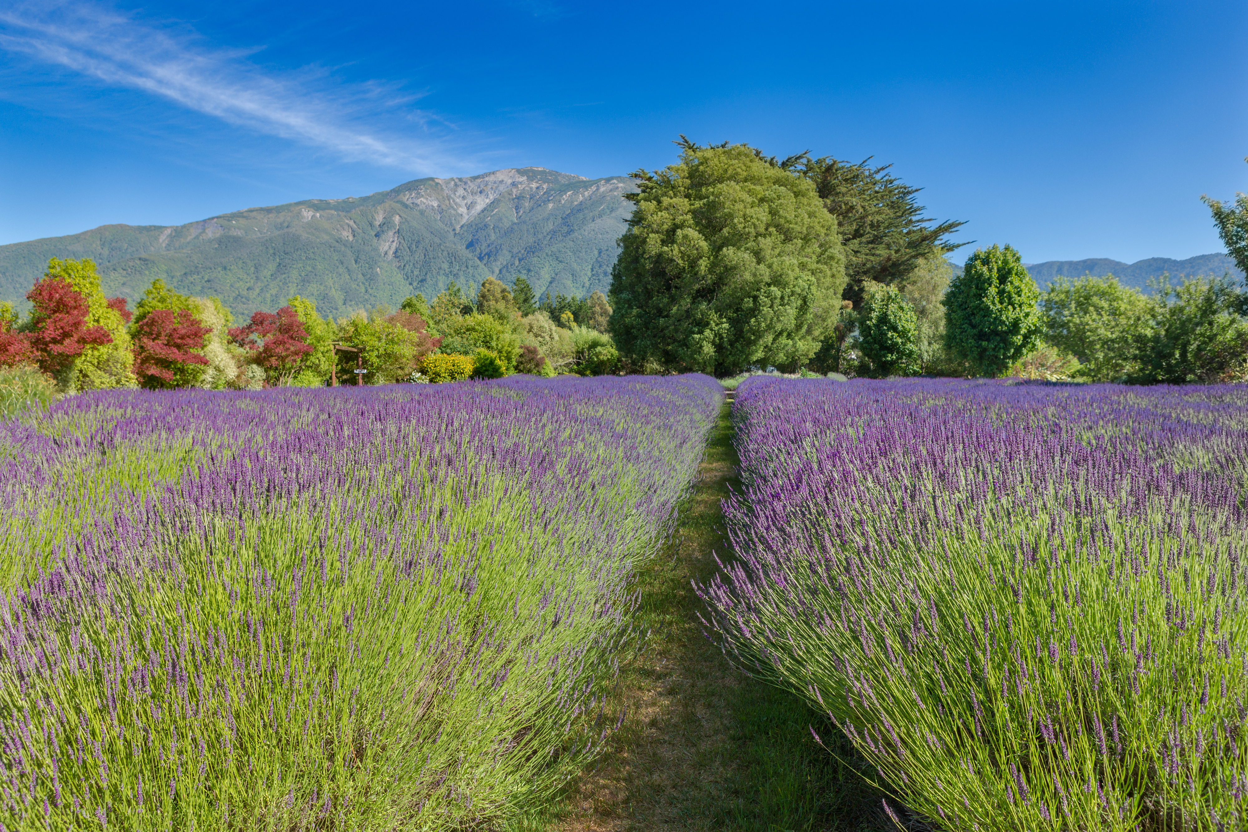 Lavendyl Lavender Farm Travel Guidebook Must Visit Attractions In