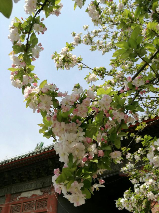 孚王府(不对外开放)旅行图片 11