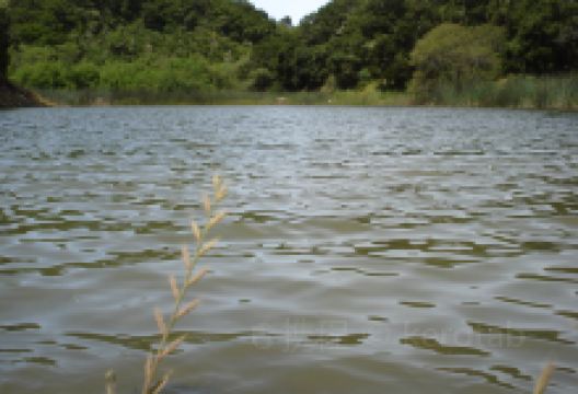 Water Dog Lake Park景点图片