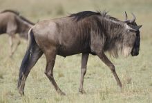 Boma National Park景点图片
