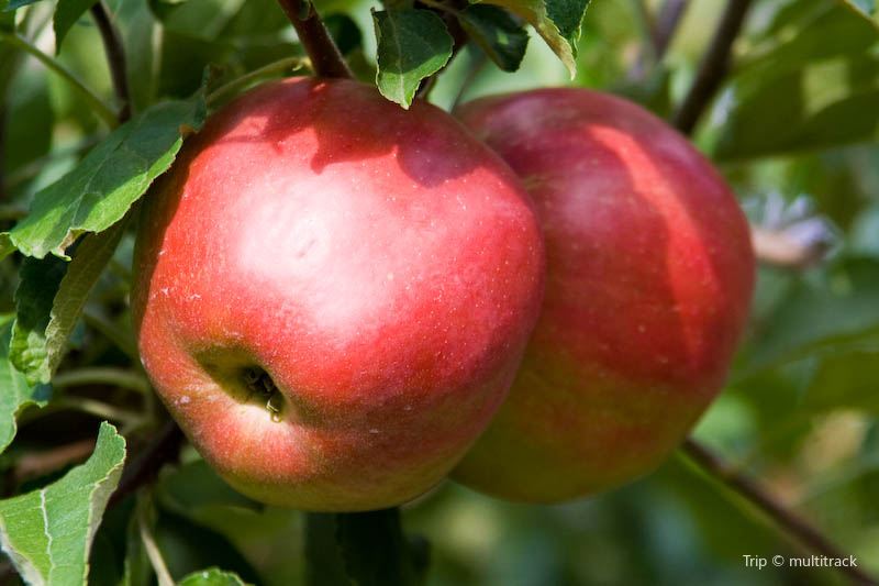 Red Apple Barn Travel Guidebook Must Visit Attractions In Gilmer