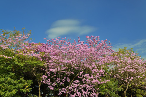 花都湖赏花