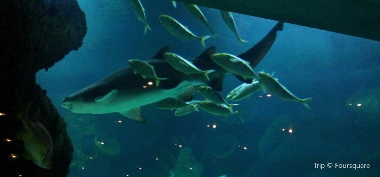 Fakieh Aquarium Travel Guidebook Must Visit Attractions In Jeddah