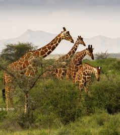 马赛马拉国家公园游记图文-肯尼亚，赤道上的野生动物乐园