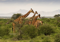肯尼亚游记图片] 肯尼亚，赤道上的野生动物乐园