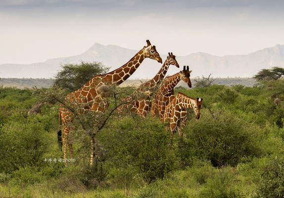 肯尼亚，赤道上的野生动物乐园
