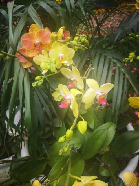 花之城