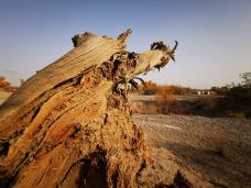 塔里木沙漠公路-且末-梦想成真了啊