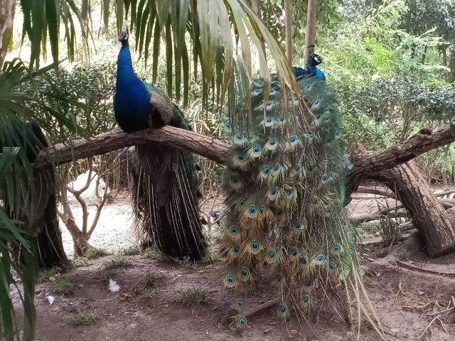 Shanghai Wild Animal Park