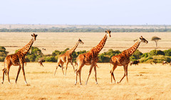 肯尼亚游记图片] 【Hi Trip】看这一篇就够了！行摄东非之肯尼亚+坦桑尼亚，动物大迁徙最全攻略