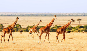 马赛马拉国家公园游记图文-【Hi Trip】看这一篇就够了！行摄东非之肯尼亚+坦桑尼亚，动物大迁徙最全攻略