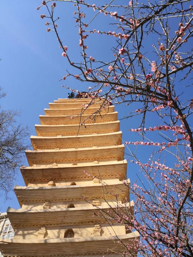 东寺塔茶花园旅行图片 5