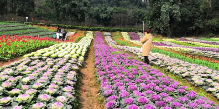 清溪谷旅遊區-花田酒地景區