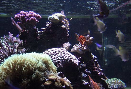 Birch Aquarium at Scripps