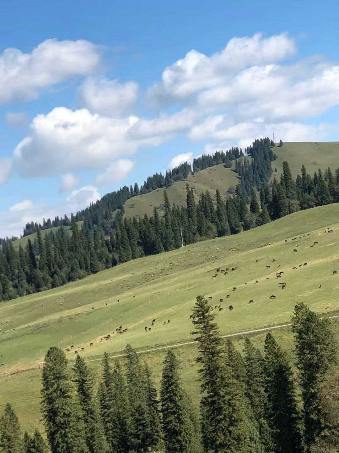 总闸口烤包子店新疆园林之父餐饮有限公司