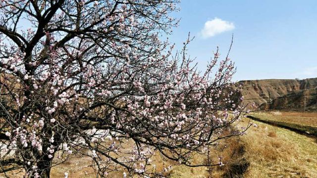 柏林寺旅行图片 5