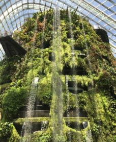 云雾林-新加坡-YoYo_5F9J9F4A