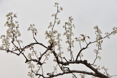莱阳游记图片] 细雨春润梨花开，万树怒放香雪海