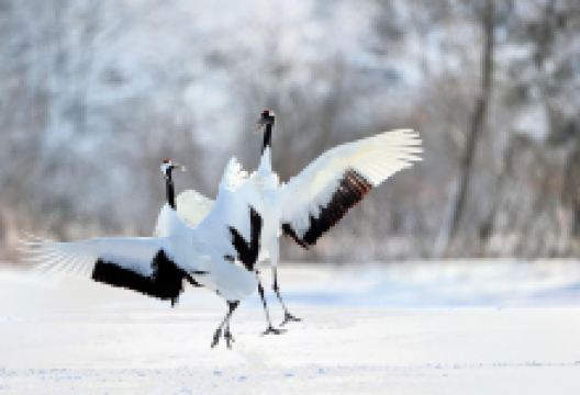鹤见台景点图片