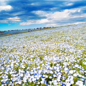 日本国营常陆海滨公园一日游【大洗磯前神社】